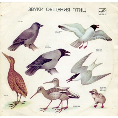 Звуки / Звуки Природы - Звуки Общения Птиц